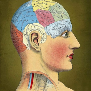 May include: A vintage illustration of a human head with a side profile view. The head is divided into sections, each labeled with a different human faculty, such as 'Veneration', 'Hope', 'Causality', and 'Language'.