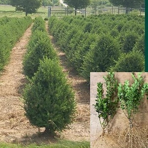 May include: Rows of green, cone-shaped evergreen shrubs in a field. The shrubs are planted in neat rows with brown soil pathways. Insets show close-ups of the shrubs and their root systems, and a field of rounded shrubs.