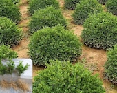 Buxus Green Velvet Dwarf Boxwood live plant evergreen shrub hedge FLAT RATE shipping any quantity