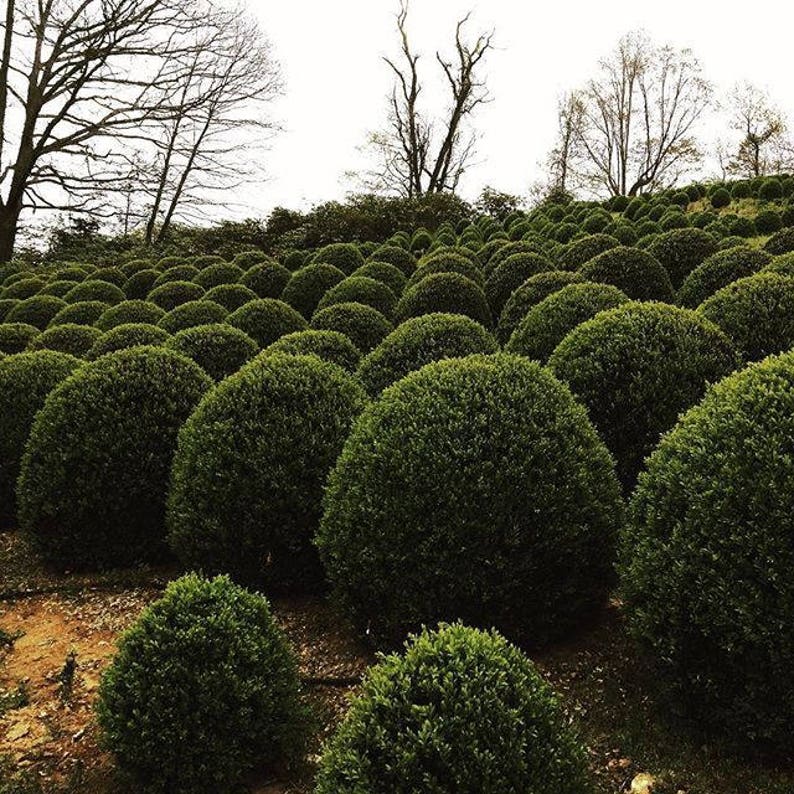 American Boxwood evergreen shrub hedge Buxus Sempervirens Live Plant FLAT Shipping cost on any quantity image 3