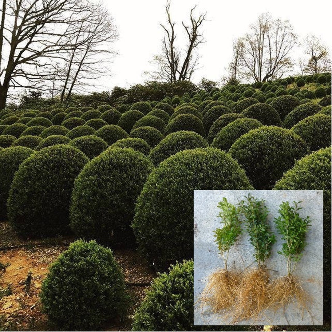 American Boxwood Evergreen Shrub Hedge Buxus Sempervirens Live Plant
