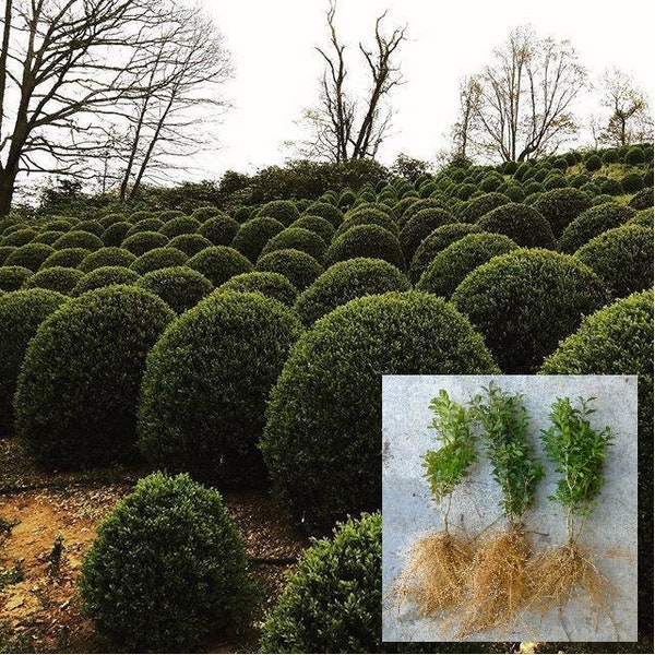 American Boxwood evergreen shrub hedge  Buxus Sempervirens Live Plant -- FLAT Shipping cost on any quantity!