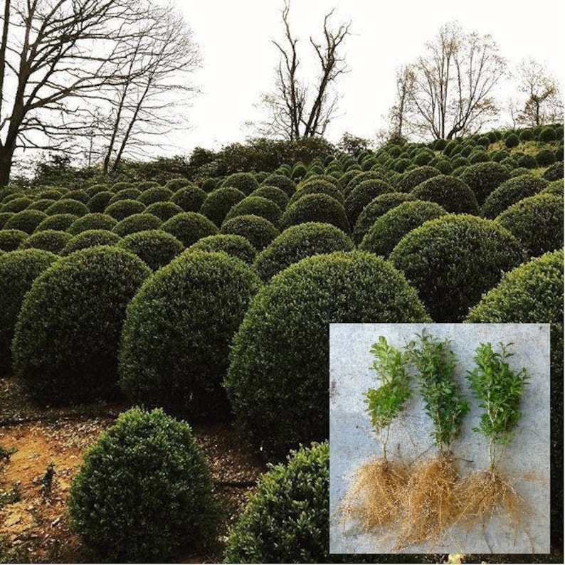 American Boxwood evergreen shrub hedge Buxus Sempervirens Live Plant FLAT Shipping cost on any quantity image 1