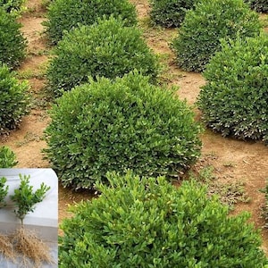 Dwarf Boxwood Green Velvet Buxus live plant Low maintenance evergreen shrub hedge