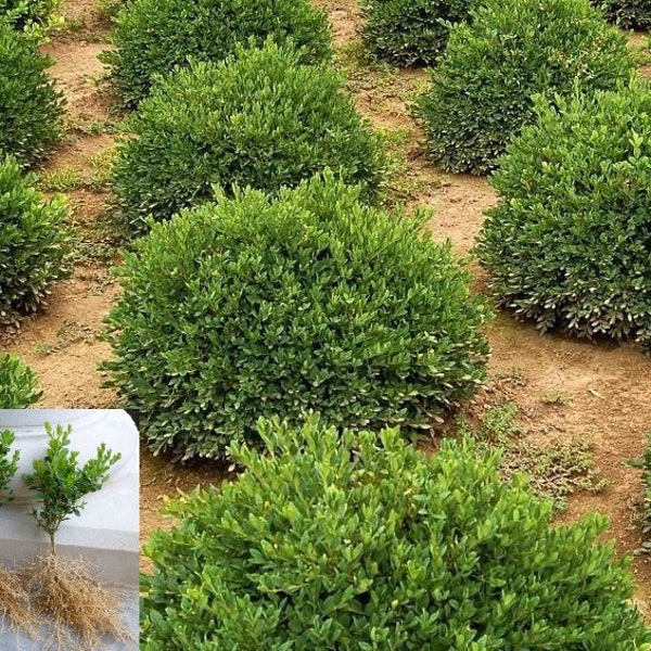 Dwarf Boxwood Green Velvet Buxus live plant Low maintenance evergreen shrub hedge