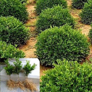 Dwarf Boxwood Green Velvet Buxus live plant Low maintenance evergreen shrub hedge