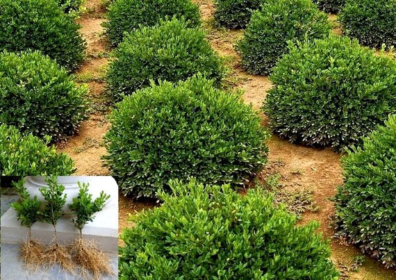 Dwarf Boxwood Green Velvet Buxus Live Plant Low Maintenance Evergreen Shrub Hedge Etsy