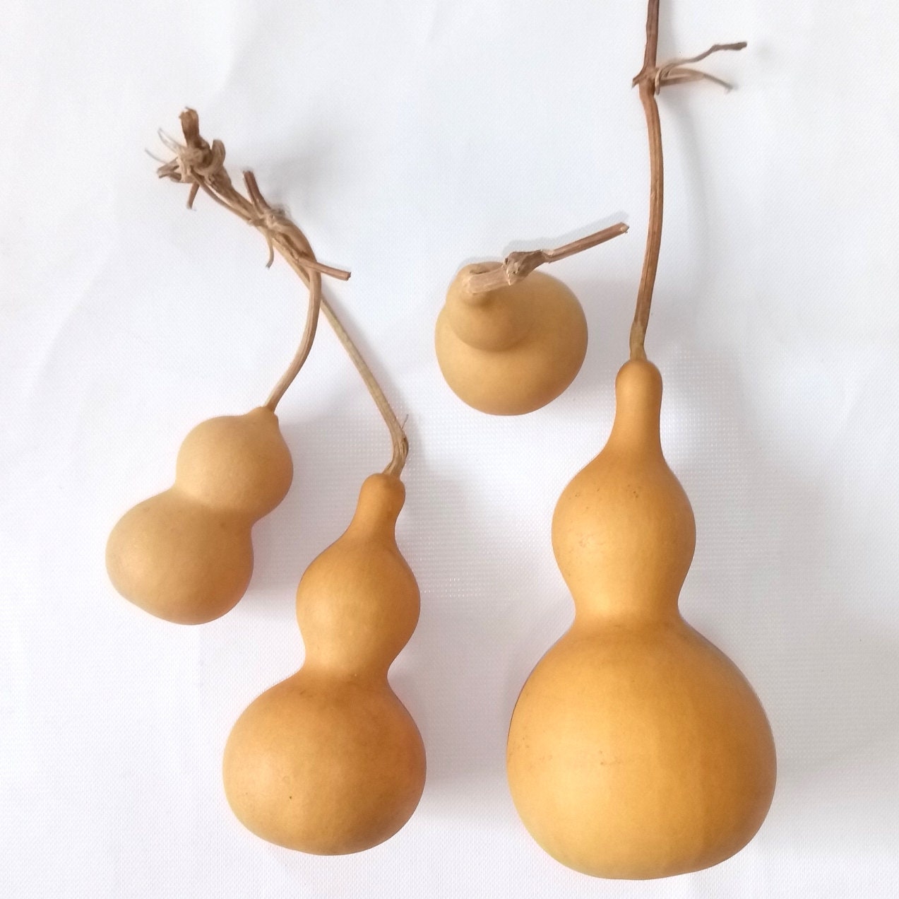 Dried Natural Gourd Cucurbit Lagenaria Siceraria Etsy Australia