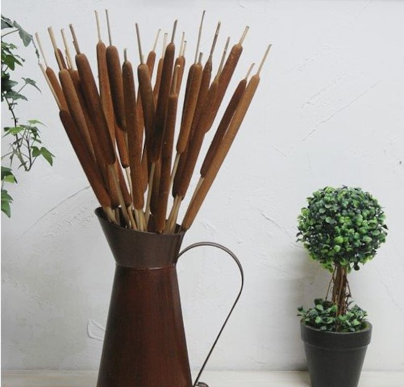 20 Pieces Dried Natural Cattails Jumbo 24 Tall Etsy