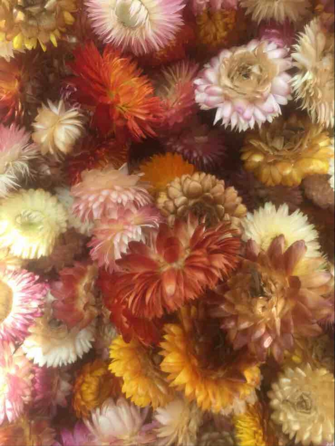 Dried Strawflower Head Buds Helichrysum Gerbera Chrysanthemum Etsy