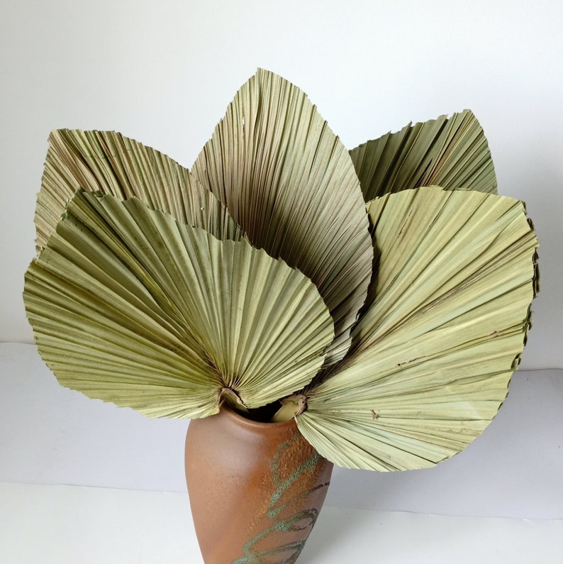 Tropical Dried Palm Leaves Decorspear Cut Natural Dry Palm Etsy