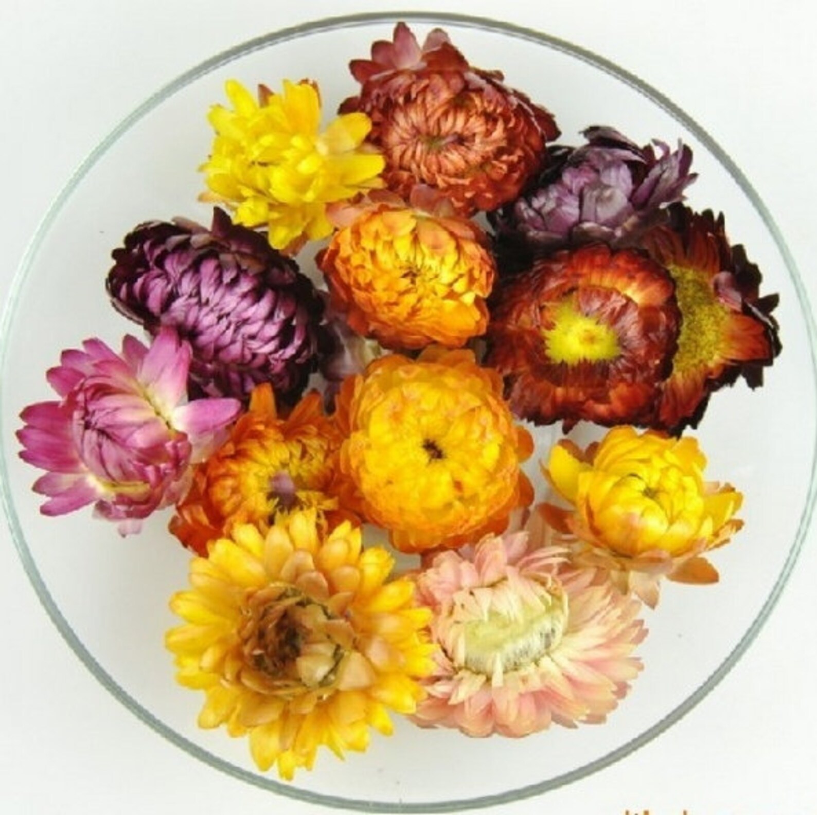 Dried Strawflower Head Buds Helichrysum Gerbera Chrysanthemum Etsy