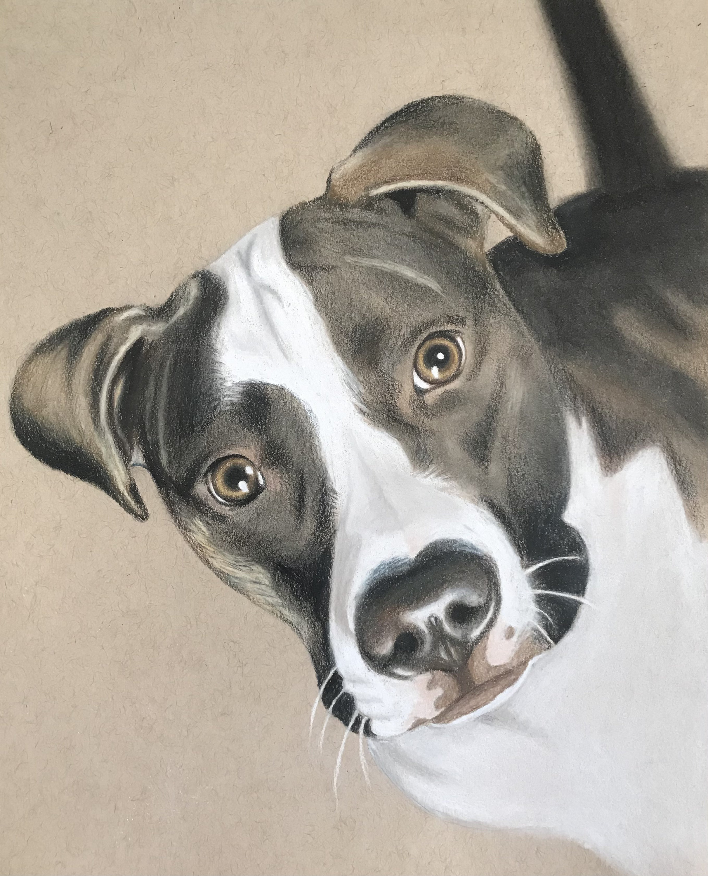 Buntstift Hund Portrait Zeichnung Etsy