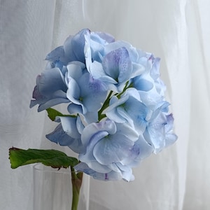 Puede incluir: Una flor de hortensia de color azul claro con bordes de pétalos teñidos de violeta, con un tallo verde y una hoja verde, exhibida en un jarrón de vidrio cilíndrico, alto y transparente, con un acabado liso y diáfano.