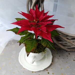 Roter Weihnachtsstern aus Kaltporzellan in Keramiktasse, weihnachtliches Blumenarrangement, festliches Gesteck, traditionell-elegante Weihnachtsdekoration