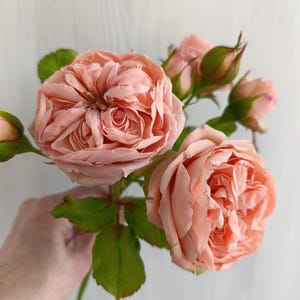 Cold Porcelain Peach English Garden Clay Roses, Realistic Juliette Style Flowers for Cottagecore Home Decor, Romantic real touch blooms