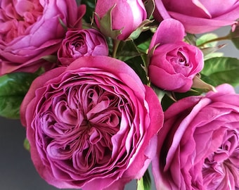 David Austin rose, HANDMADE, Juliet Rose peony rose for vase, English garden rose, Bride wedding masora bouquet, magenta color, Cabbage rose