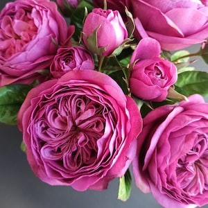 David Austin rose, HANDMADE, Juliet Rose peony rose for vase, English garden rose, Bride wedding masora bouquet, magenta color, Cabbage rose