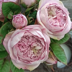 Peony best sale david shoes