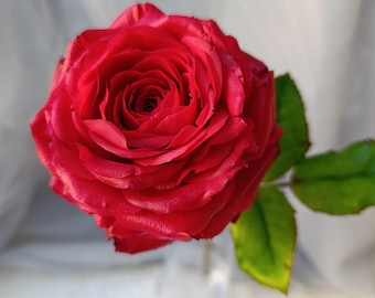 May include: A single, fully bloomed red rose with tightly layered, velvety petals arranged in a circular pattern. The flower features a vibrant crimson hue and is attached to a green stem with two visible, serrated green leaves extending outward.
