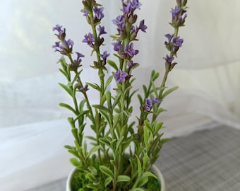 Fimo Lavendel im Topf, Porzellan Lavendel, Echter Hauch Frühling Tischdekor, Sommer Tischdekor