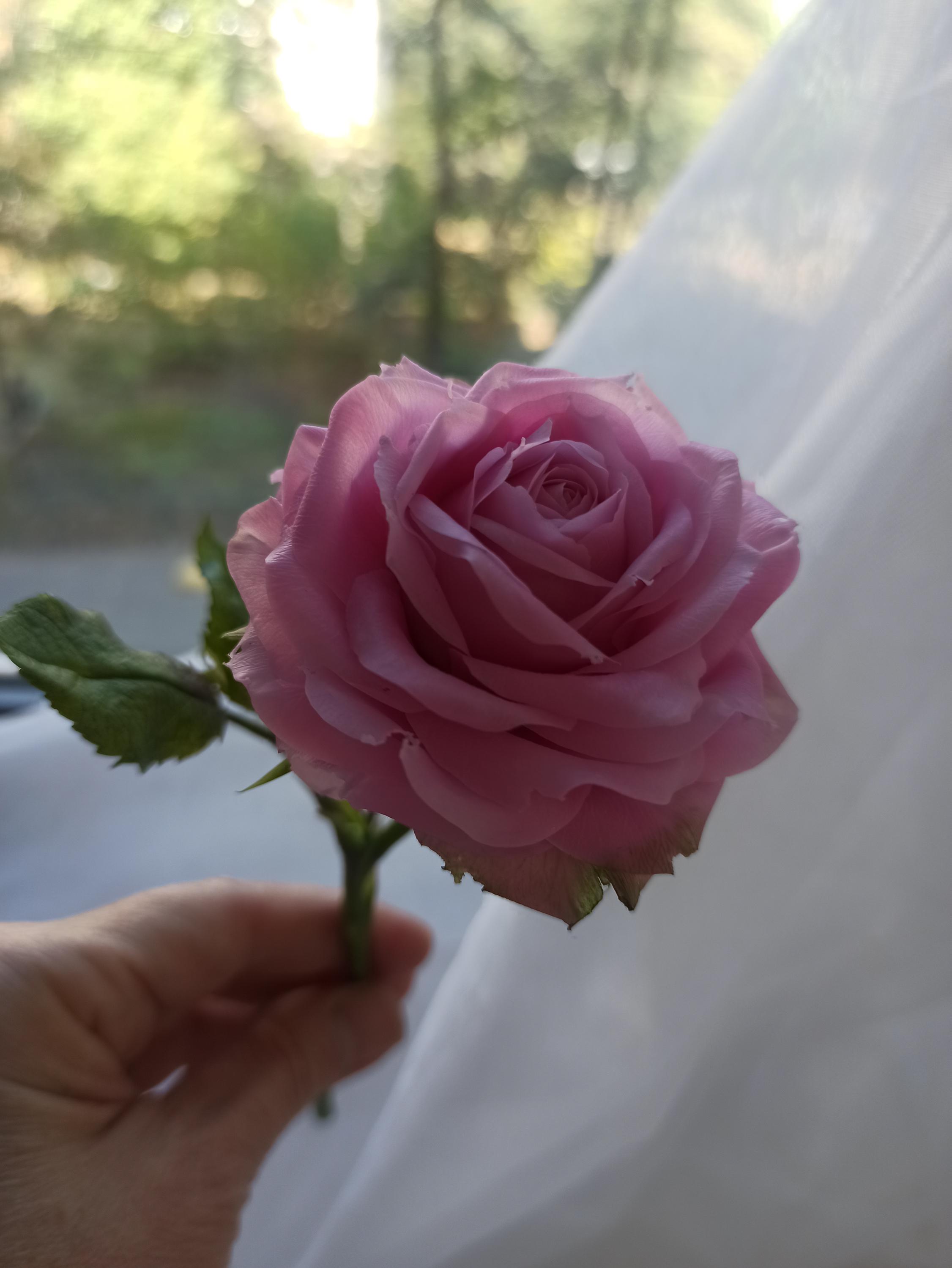 Pink Roses Element Real Pink Rose,real Touch Porcelain Flowers,polymer Clay Realistic Rose ...