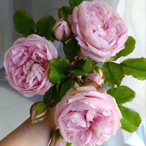May include: A bouquet of soft pink roses featuring three fully bloomed flowers with dense, ruffled petals and several smaller, tightly closed rosebuds. The stems are adorned with deep green, serrated leaves that provide a contrast to the light pink blossoms.