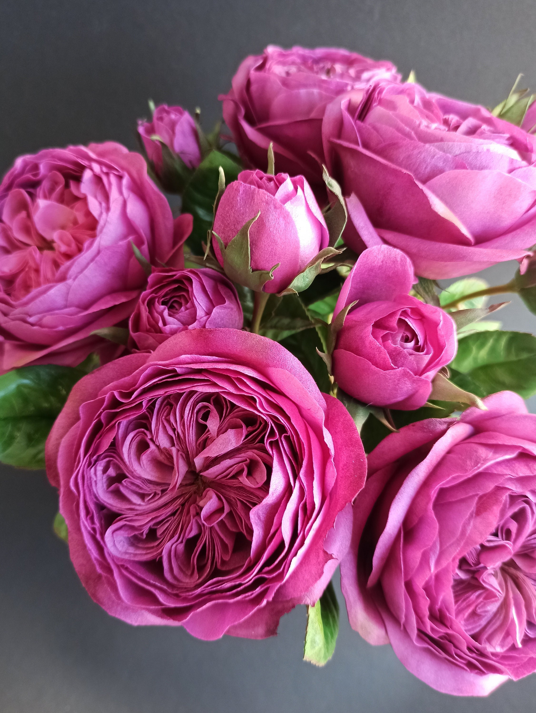 David Austin Cabbage Rose, Juliet Rose, Realistic Peony Rose for Vase,  English Garden Rose, Bride Wedding Masora Bouquet, Magenta Color -   Canada