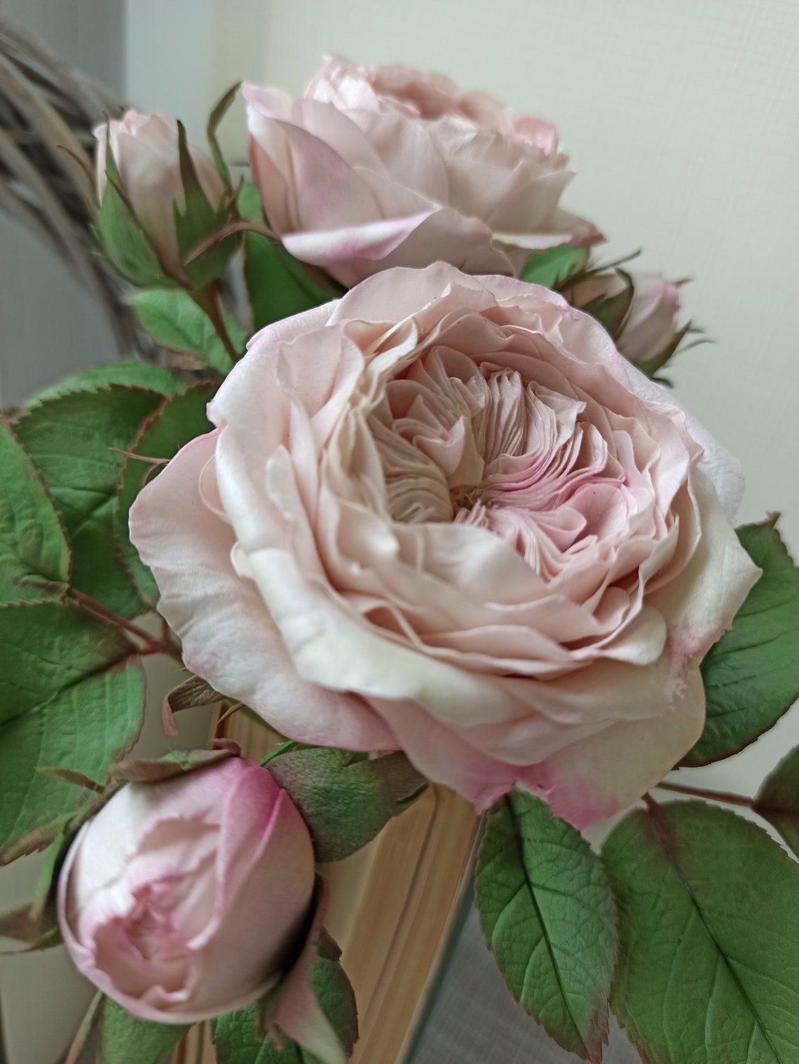 Website font juliet rose ttf Website font juliet rose ttf