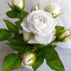 White English Garden Rose in Ceramic Pot, Cold Porcelain Forever Rose Arrangement, Real Looking  Artificial rose bush, Home Decor Gift
