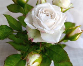 Blush rosa Rose, Polymer Clay realistische Garten Rose, Real Touch  Porzellanblten, Knstlicher Rosenzweig, Englische Gartenrose, Einzelner  langer Stiel - Etsy.de