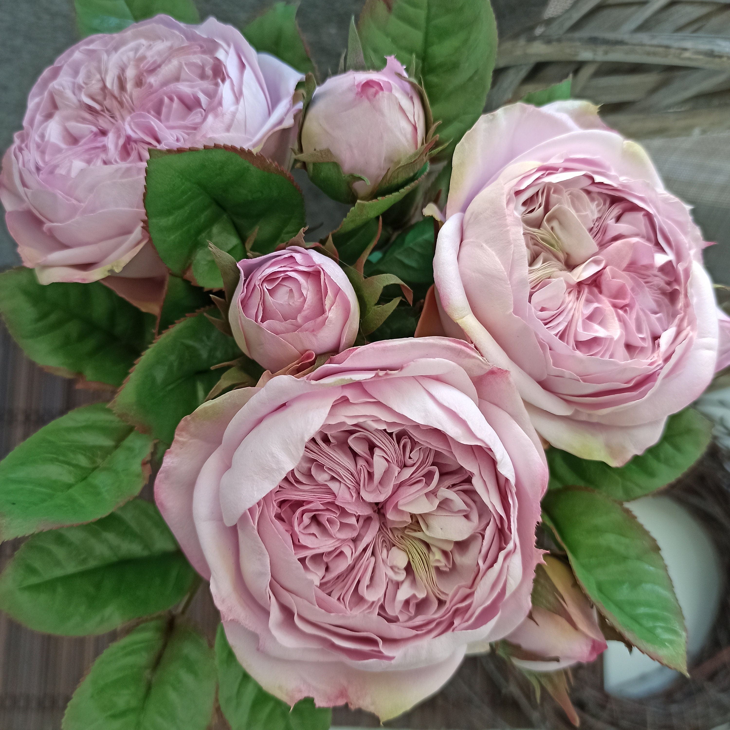 David Austin Cabbage Rose, Juliet Rose, Realistic Peony Rose for Vase,  English Garden Rose, Bride Wedding Masora Bouquet, Long Stem Roses 