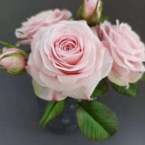 Porcelain  rose,Blush pink rose,Real touch porcelain flowers,Polymer clay realistic rose, Artificial rose branch, English garden rose