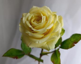 May include: A close-up of a yellow rose in full bloom. The rose has multiple layers of petals and is surrounded by green leaves with some brown spots. The stem has thorns. The background is a soft, blurred white.