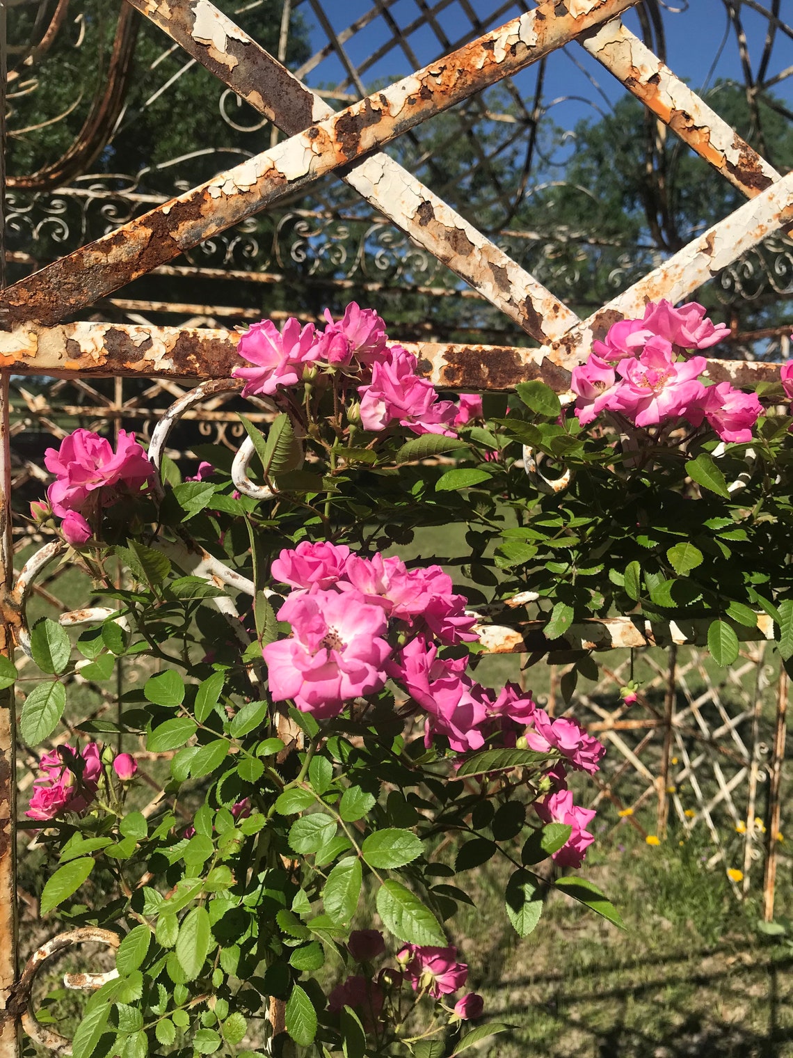 Pink Rose Petal / Self Love / Unconditional Love / Flower Etsy