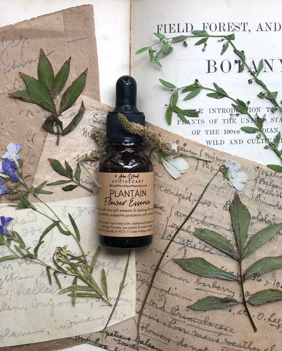 Plantain Flower Essence / Self Esteem Etsy