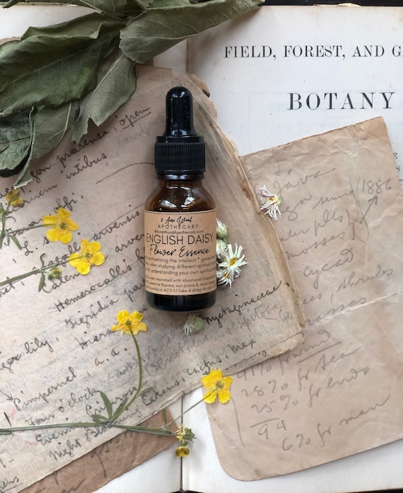 English Daisy Flower Essence Spiritual Diversity Spiritual Etsy France