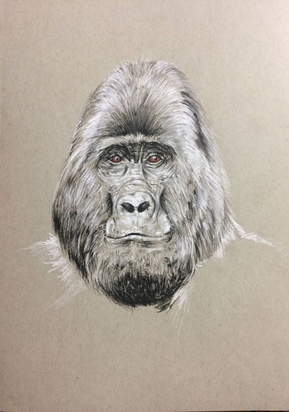 Disegni A Matita Gorilla Disegni Hd Disegni A Matita Gorilla Disegni Hd