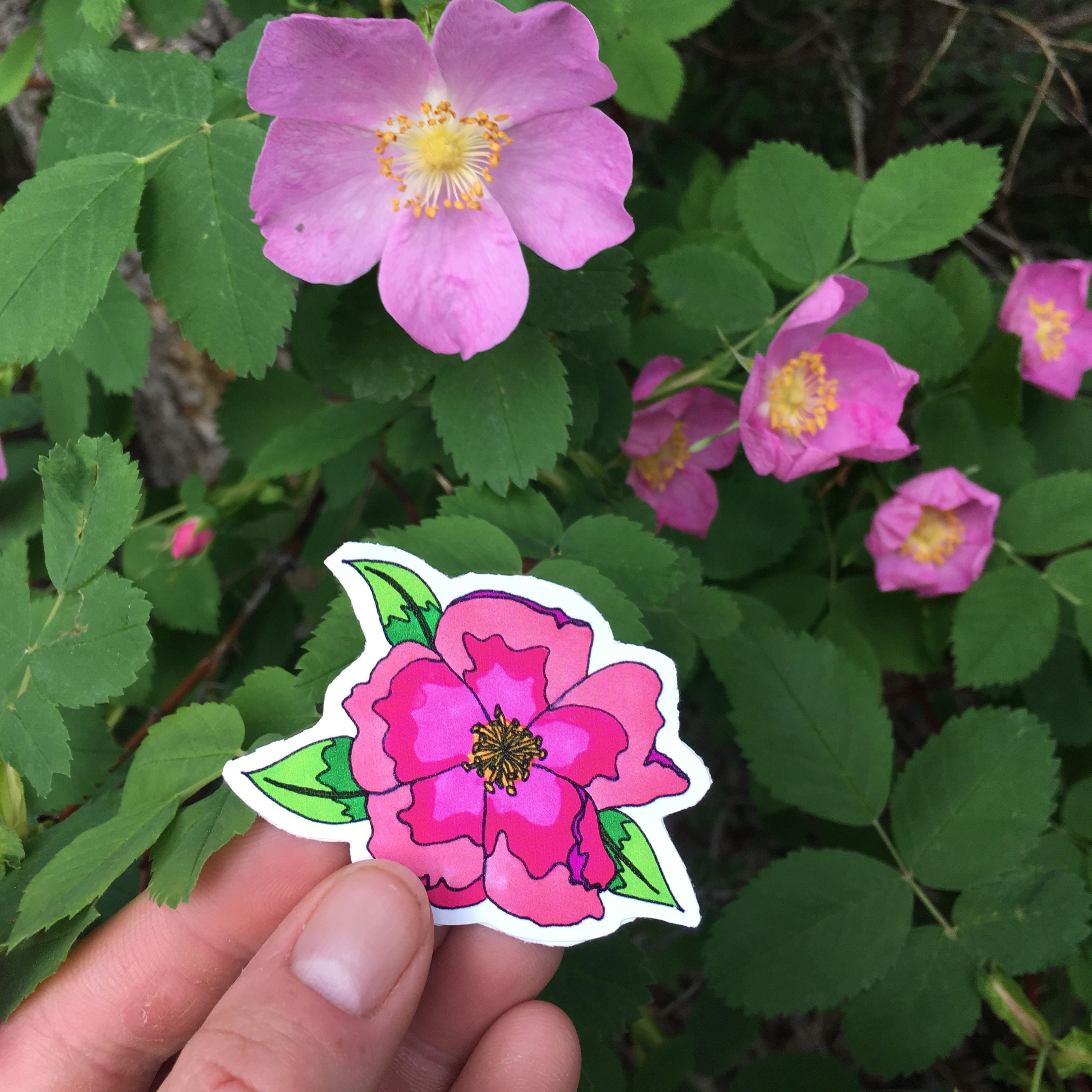 Wild Rose Sticker Alberta Wildflower Vinyl Sticker | Etsy