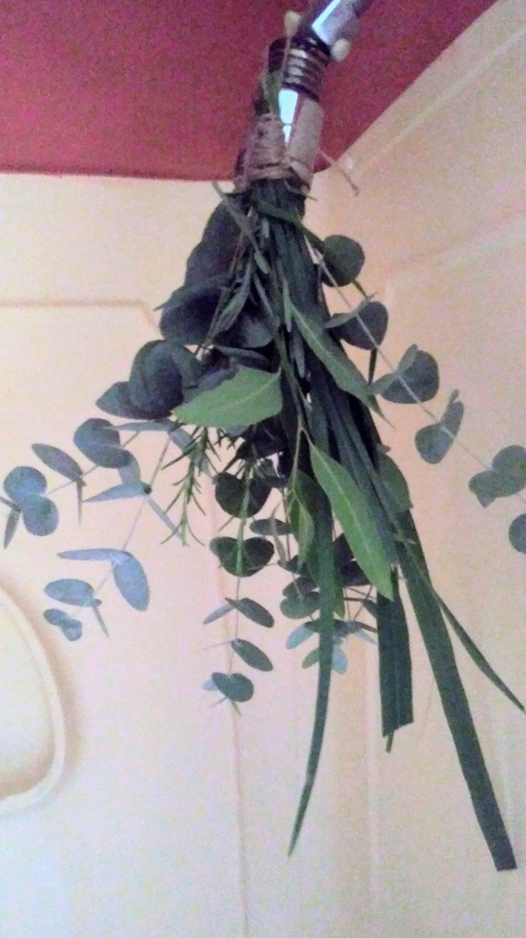 Fresh Eucalyptus Shower Bundle Eucalyptus Hanging Shower Herb Etsy