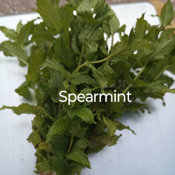 Fresh Spearmint Bunch of 12 stems 6 inch