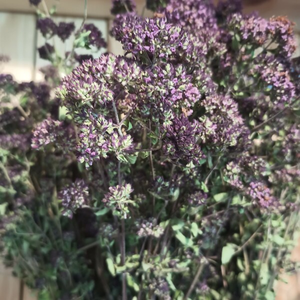 Fresh Dried Purple Marjoram Flowers, Culinary Herb Boutique