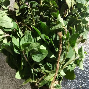 Fresh Marjoram, Fresh Herb Cuttings, Fresh Marjoram Bunch, Sweet Oregano, Fresh Culinary Herb, Tea Herb