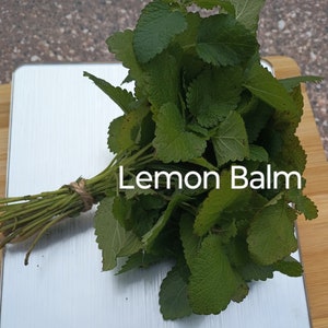 Lemon Balm, Fresh Lemon Balm bunch, 18 stems, 6 inch, 0.70 ounce fresh herb, USA local grown