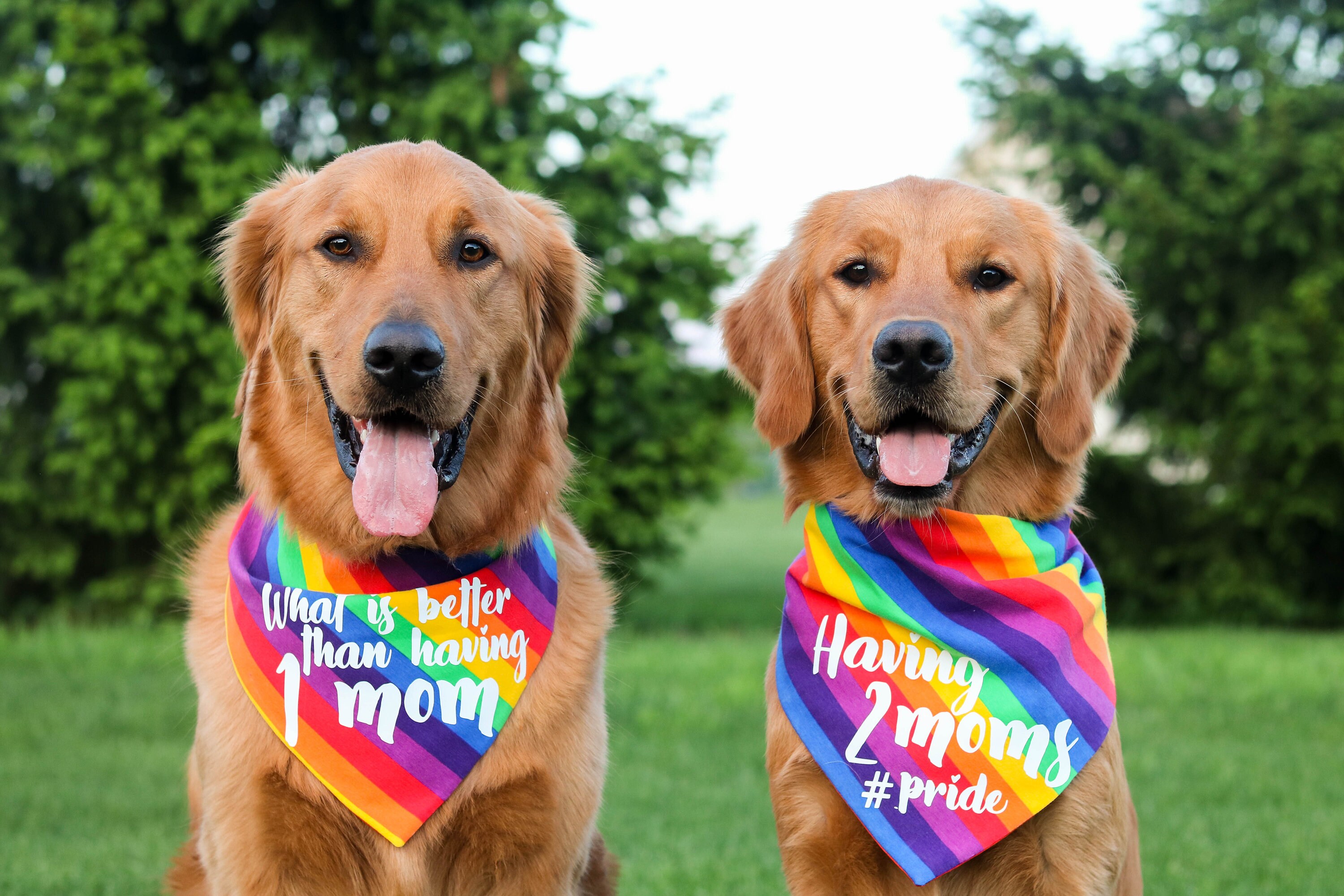 Pride // Dog Bandana // Cat Bandana | Etsy