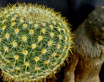 Mammillaria muehlenpfordtii (=celsiana) cactus suculento