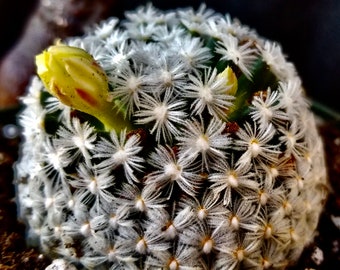 Mammillaria crinita duwei succulent cactus