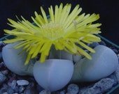 Lapidaria margaretae succulent mesembryanthemum