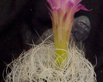 Eriosyce senilis succulent cactus