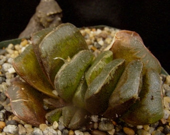 Haworthia truncata x maughanii succulent